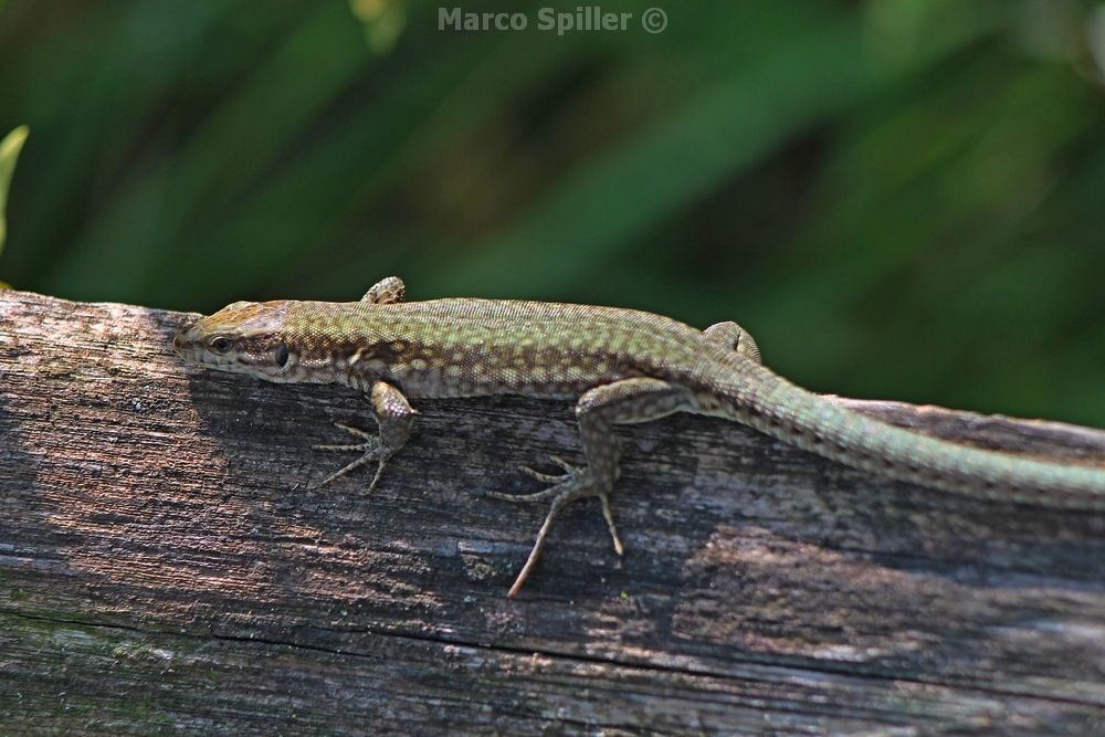 Podarcis muralis